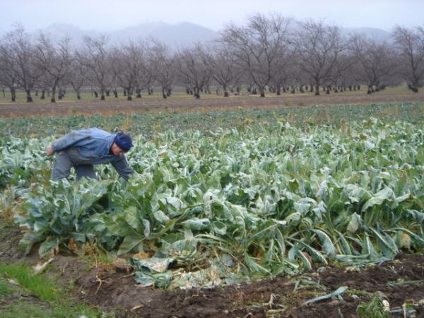CALIFORNIE > Full Belly Farm: une grosse ferme bio… ULTRA&nbsp;diversifiée