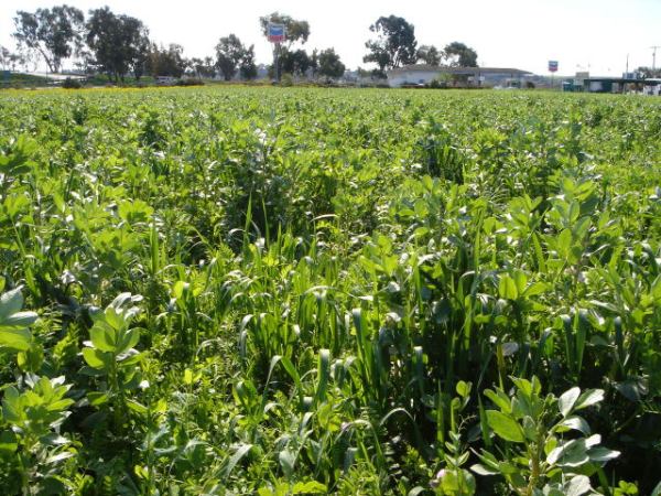 CALIFORNIE > Les champs au repos sous le couvert d&rsquo;engrais&nbsp;verts
